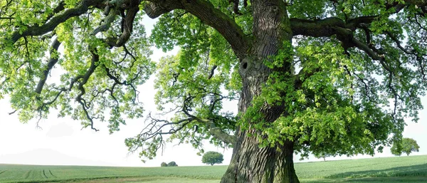 Alte Eiche (RalfenByte | Fotolia)