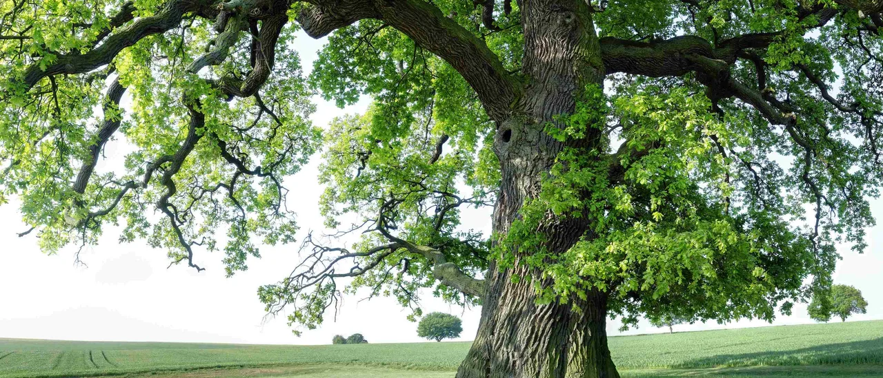 Alte Eiche (RalfenByte | Fotolia)
