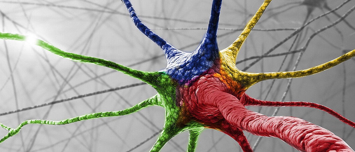 Nervenzelle (ktdesign/Shutterstock)