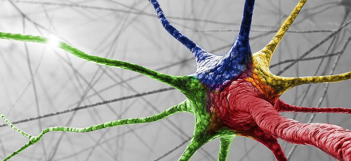Nervenzelle (ktdesign/Shutterstock)