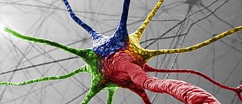 Nervenzelle (ktdesign/Shutterstock)