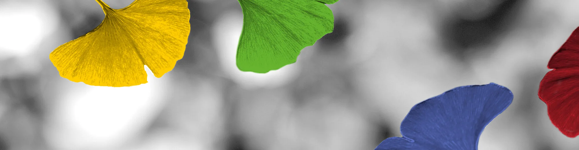 Gingko (Lightspring/Shutterstock)