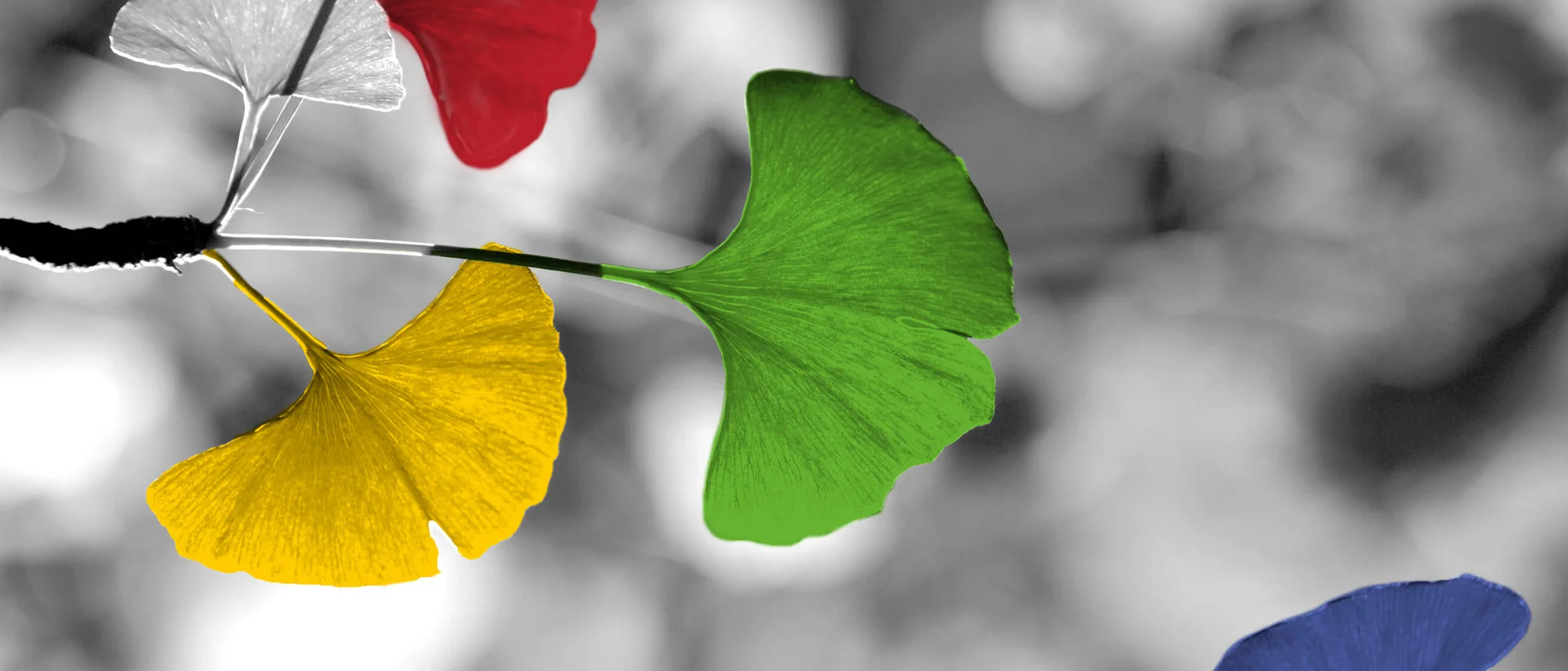 Ginkgo (Lightspring/Shutterstock)