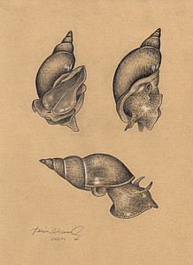 Weinbergschnecke (Hein Schmid)