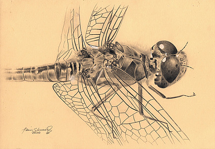 Heidelibelle im Detail (Hein Schmid)