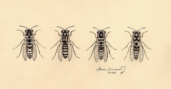 Gemeine und deutsche Wespe in verschiedenen Varianten (Hein Schmid)