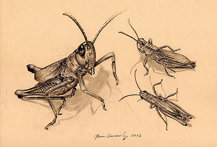 Ansichten eines kleinen Gemeinen Grashüpfers (Hein Schmid)