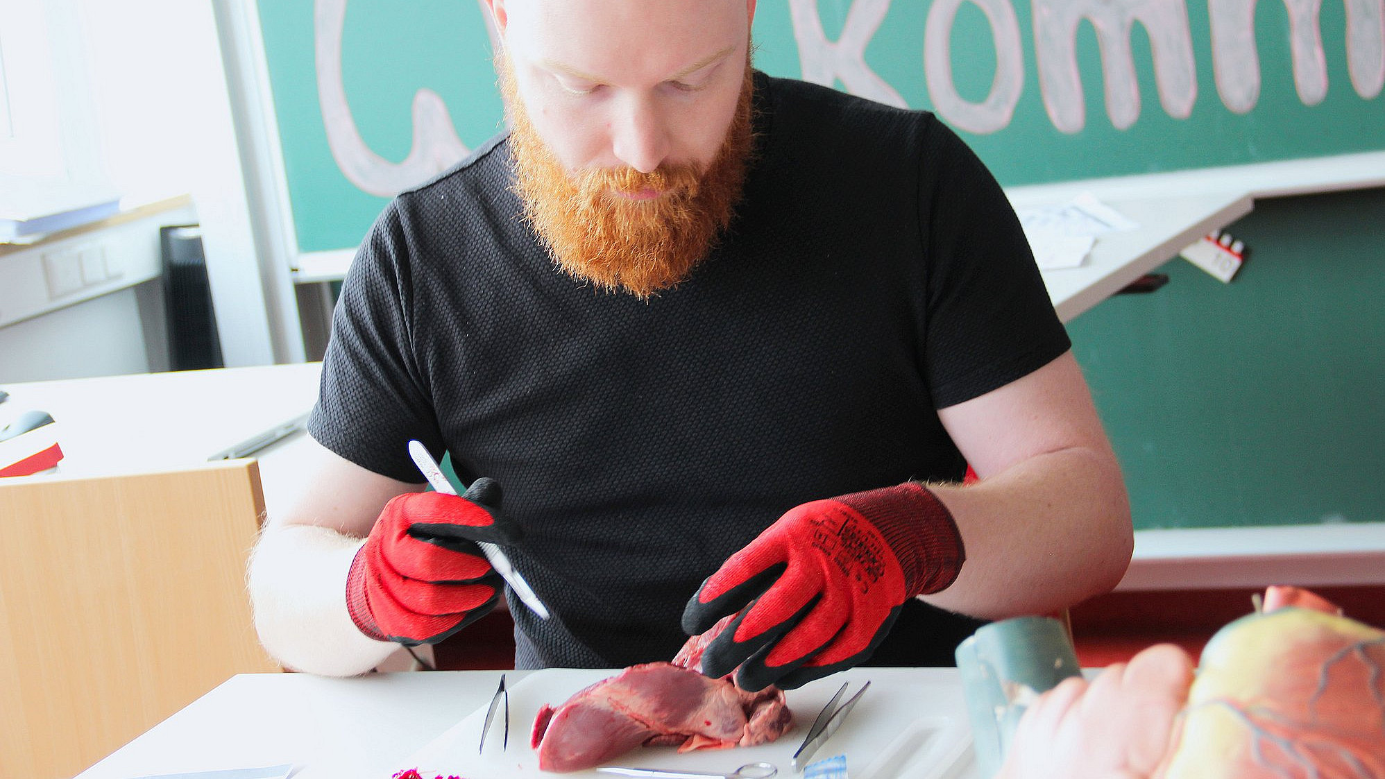 Hier seziert ein Schüler eine Schweineleber.