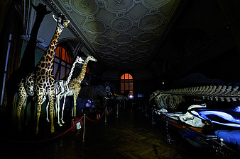 In der Nacht - Drei Giraffen (Katharina Tenberge-Holzer)