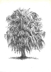 24 (Johannes Tomahogh)