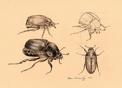 Maikäferei (Hein Schmid)