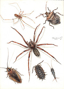 Krabbelwesen (Hein Schmid)